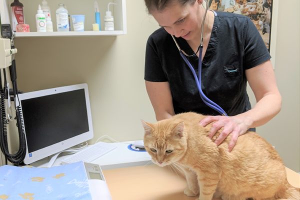 Cat Exam Room